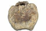 Hadrosaur (Edmontosaurus) Caudal Vertebra - Wyoming #349465-2
